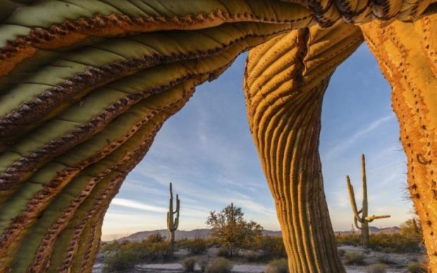 Сон білки та сюрреалізм пустелі: опубліковано найкращі фото дикої природи