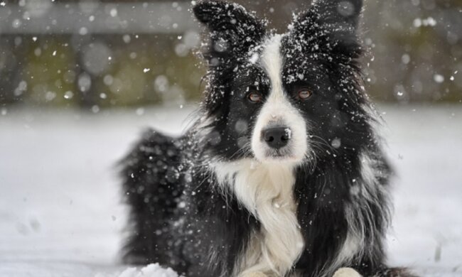 собака породы бордер-колли, фото из свободных источников