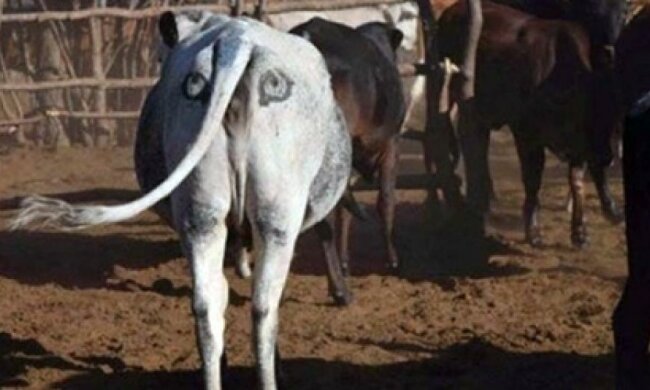 "Глаза" на бедрах спасают жизнь коровам