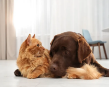 Кіт з собакою в домі Фото: вільні джерела