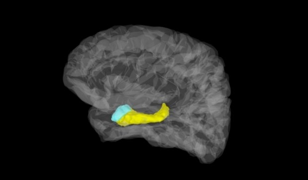 Вчені розкрили надздібності людського мозку