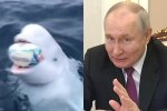 Владимир путин и белуга, кадры из видео