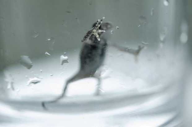Ефект жаби в окропі: людство навіть не підозрює, наскільки близький кінець