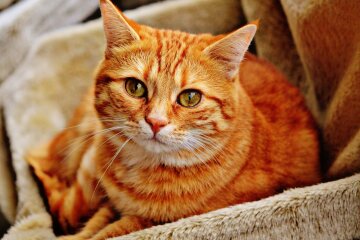 Домашний кот, фото Pxhere