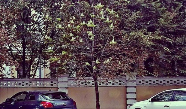 Фото дня: у Києві почав квітнути сухий каштан