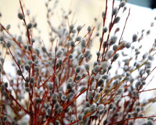 Веточка принесет счастье и мир: поздравления в прозе на Вербное воскресенье, чтоб вызвать улыбку