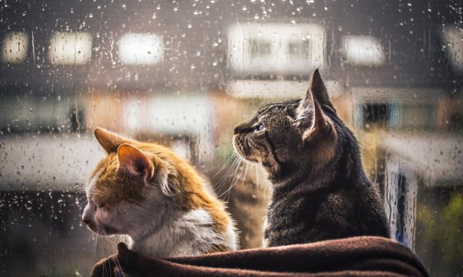 Погода на 29 вересня: гряде нове похолодання