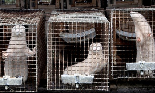 В Україні хочуть заборонити виробництво хутра: резонансний документ вже в Раді