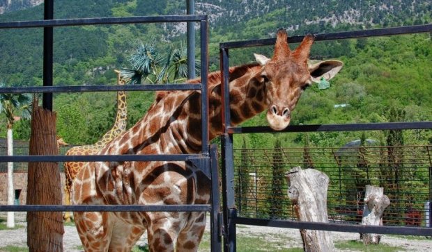 "Сказка" закончилась: Аксенов закроет ялтинский зоопарк