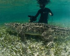 Фотограф розважився із гігантськими крокодилами