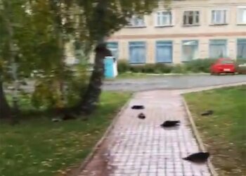 Гинуть ворони, скріншот з відео