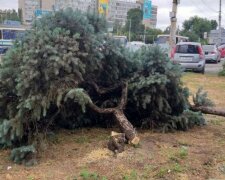 В Днепре нарубили елей на 1,5 миллиона, горожане узнали "почерк" Филатова