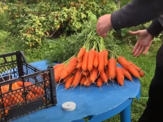 врожай моркви, скріншот з відео