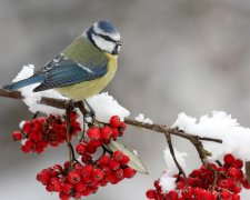 Прокопьев день 5 декабря: поверья и приметы