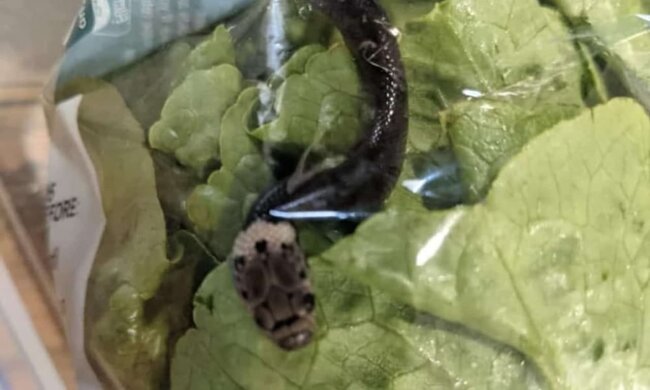 Змія з Сіднея, фото: NLH