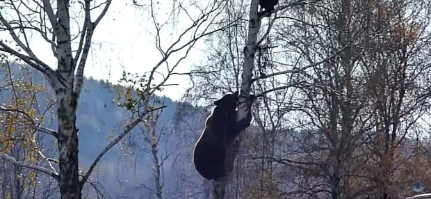 Медведь, фото: скриншот из видео