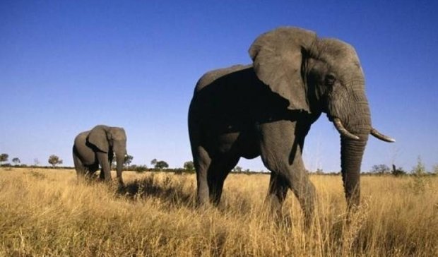 Слон преследовал туристов на сафари (видео)