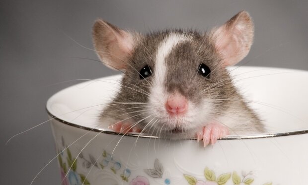 Ученые сделали из обычных крыс водителей, это открытие изменит все: "Оказались умнее, чем..."