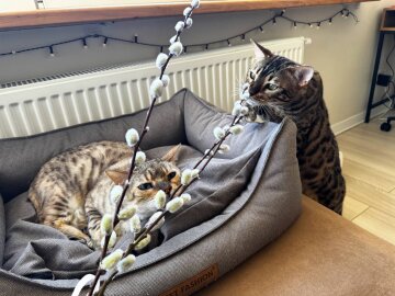 Котики, фото: Знай.ua