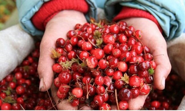 Клюква, скриншот: YouTube