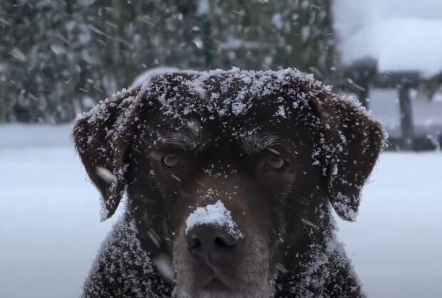 Собака в снегу, скриншот youtube Украина сегодня