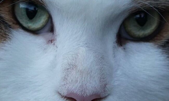 Самый большой мейн-кун Нью-Йорка замахнулся на Книгу рекордов Гиннеса