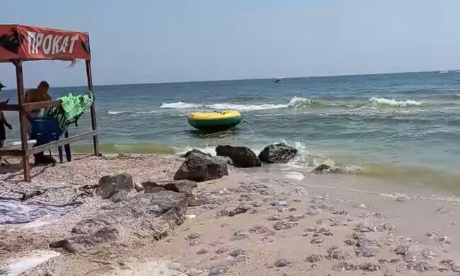 Медузы на берегу, кадр из видео
