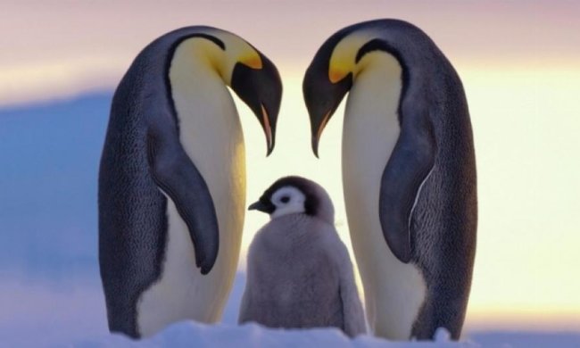 Справжня вірність від тварин-однолюбів (фото)