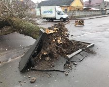 Повалені дерева, обірвані лінії електропередач і зірвані дахи: наслідки моторошного удару показали в мережі