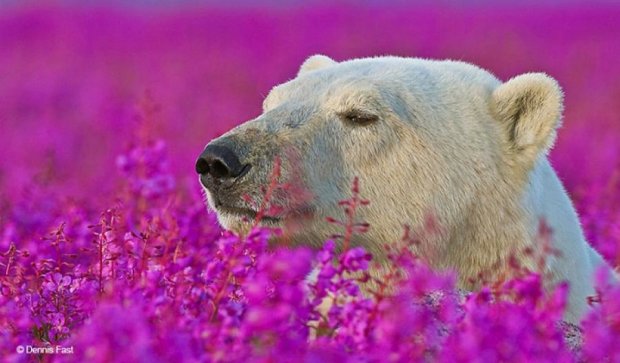 Білі ведмеді позують у морі квітів (фото)