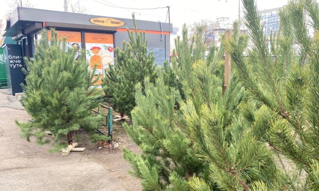 Продажа елок, фото: Знай.ua