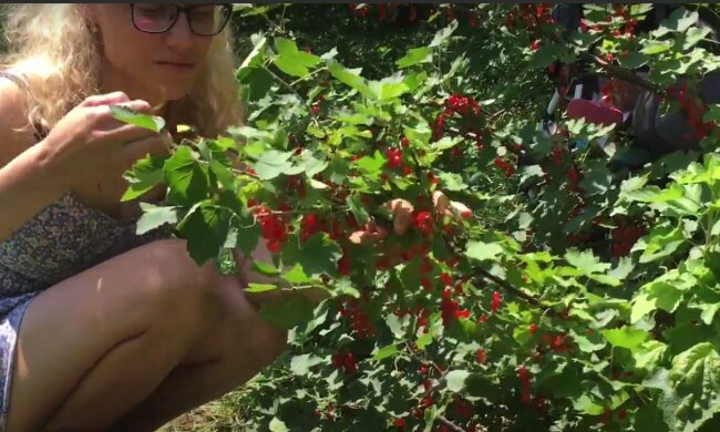 Человек, собирающий красную смородину. Фото: youtube