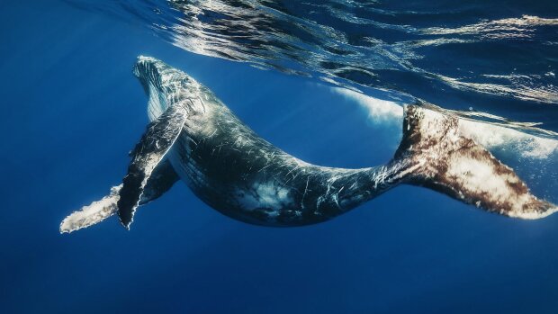Дельфины и киты могут спать спокойно: в Канаде запретили поимку китообразных. Они больше не будут жить в неволе