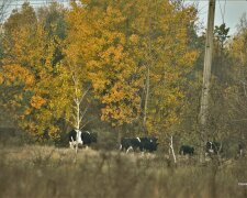 В зоне отчуждения засекли стадо одичалых буренок, еще вчера были домашними