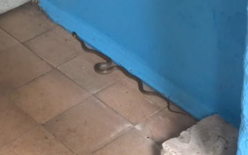 Змея в подъезде дома. Фото: скрин youtube