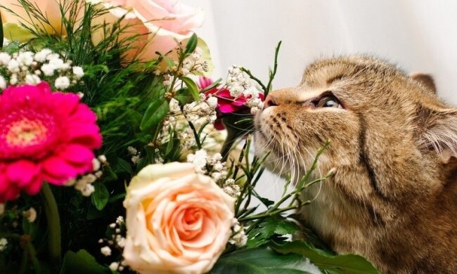 Кот и букет