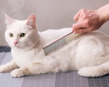 Стрижка кота