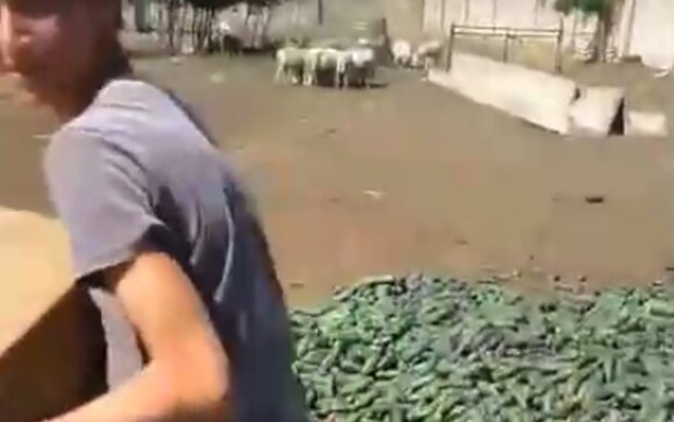 Фермер скормил урожай огурцов овцам, кадр из видео