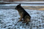 Пес чекає господаря у Франківську Igorivna Julia: Facebook Дім Сірка SOS