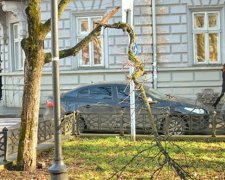 Буря в Івано-Франківську повалила дерева на припарковані авто (фото)