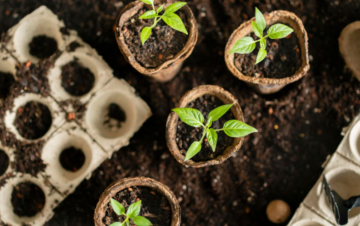 Перец, рассада, изображения из свободных источников