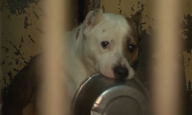 Собака, изображение иллюстративное, кадр из видео: YouTube