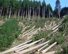 Прокуратура взялась за лісгоспи Львівщини