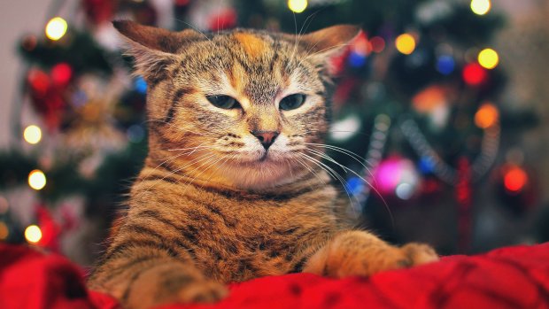 Найкращі меми на 17 грудня: кіт на святковій ялинці та склеєні очі