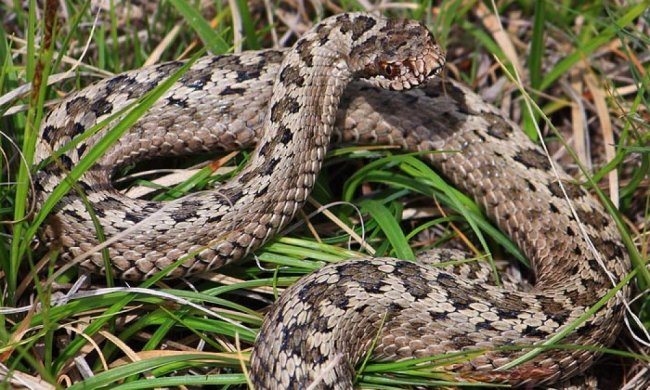 ядовитая змея