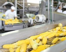 Китайцы переели украинской кукурузы