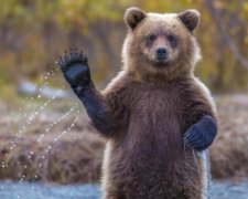 Клишоногий зірвав змагання грибників