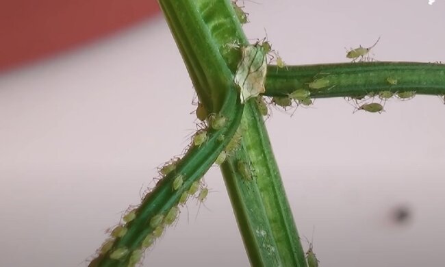 тля. Фото: Youtube