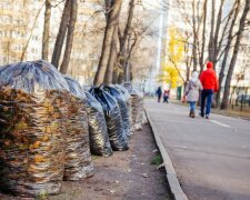 Украинский гений готовит революционное ноу-хау: это спасет от вырубки леса по всему миру