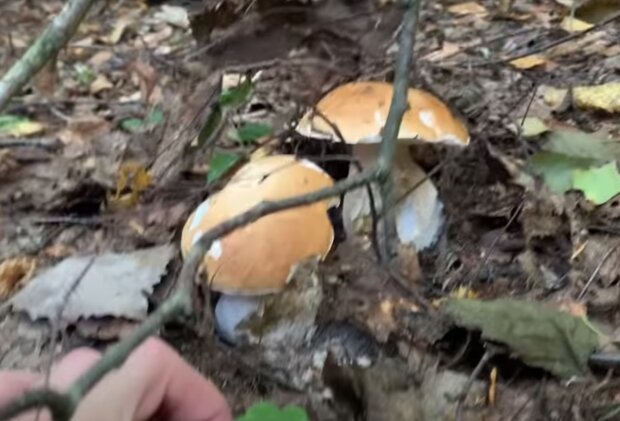 Леса под Тернополем заполонили люди с корзинками - горы грибов